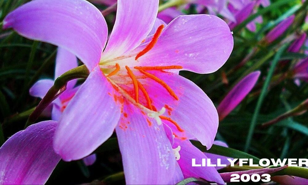 lillyflower2003