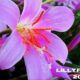 lillyflower2003