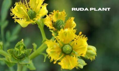 ruda plant