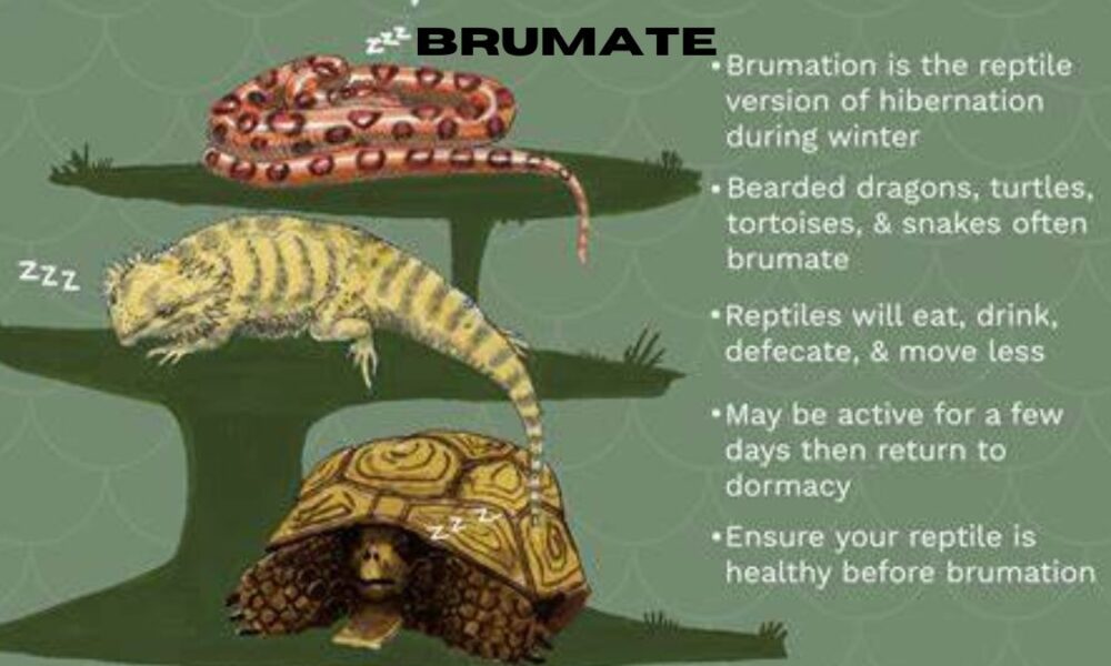 brumate