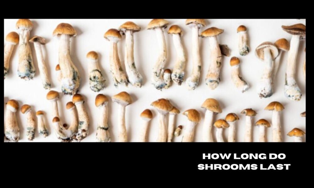 how long do shrooms last