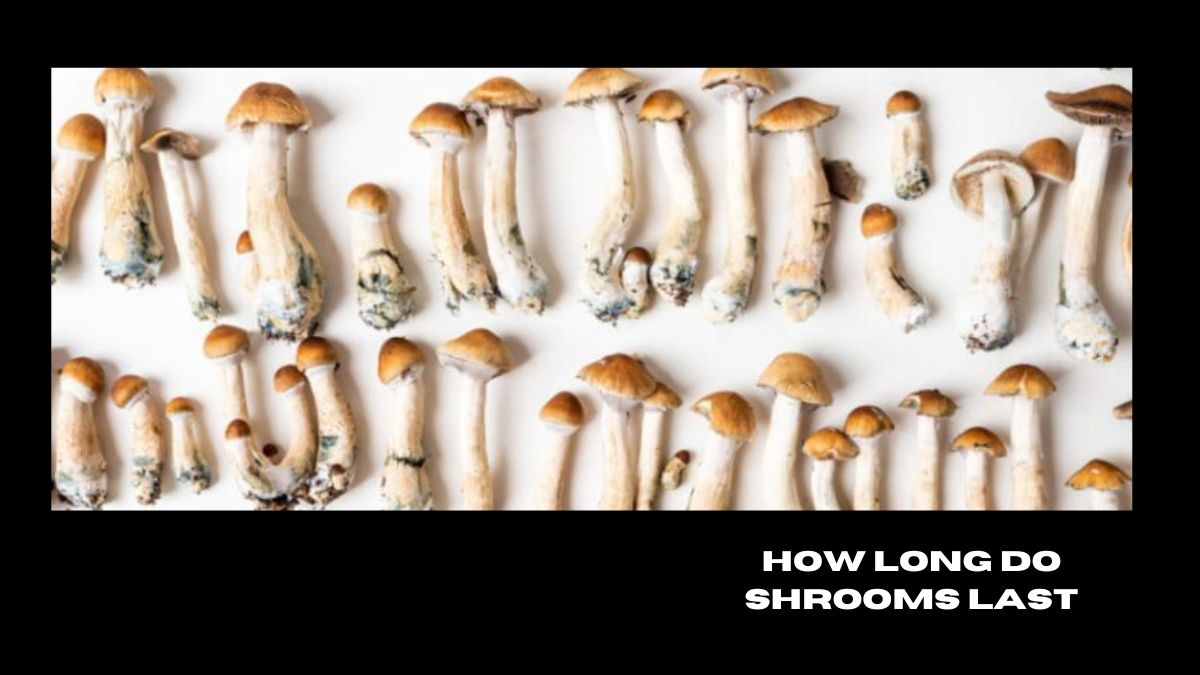how long do shrooms last