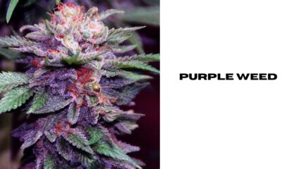 purple weed