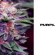 purple weed