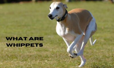 what are whippets