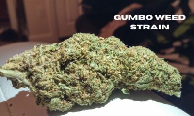 gumbo weed strain