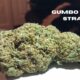 gumbo weed strain